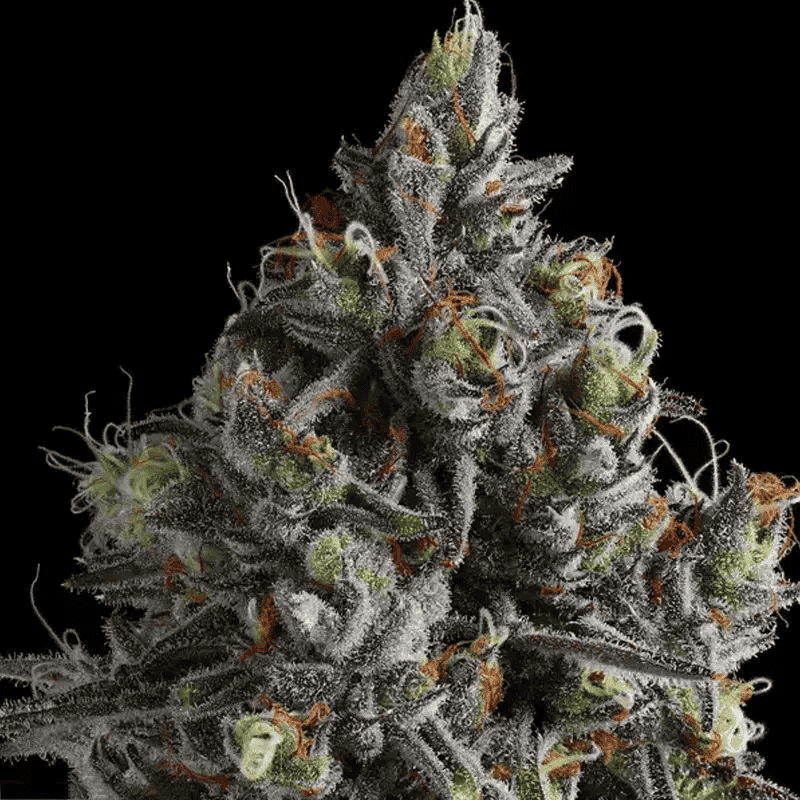 Coco Jambo - Feminized - 2024 Cannabis Seed Collection 