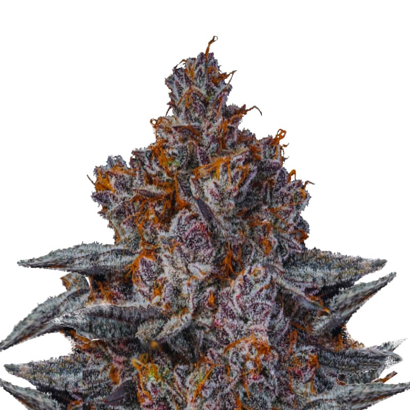 Dankberry - Feminized - 2024 Cannabis Seed Collection 