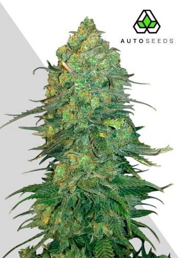 Auto Seeds - Durban Poison Auto - Feminised 