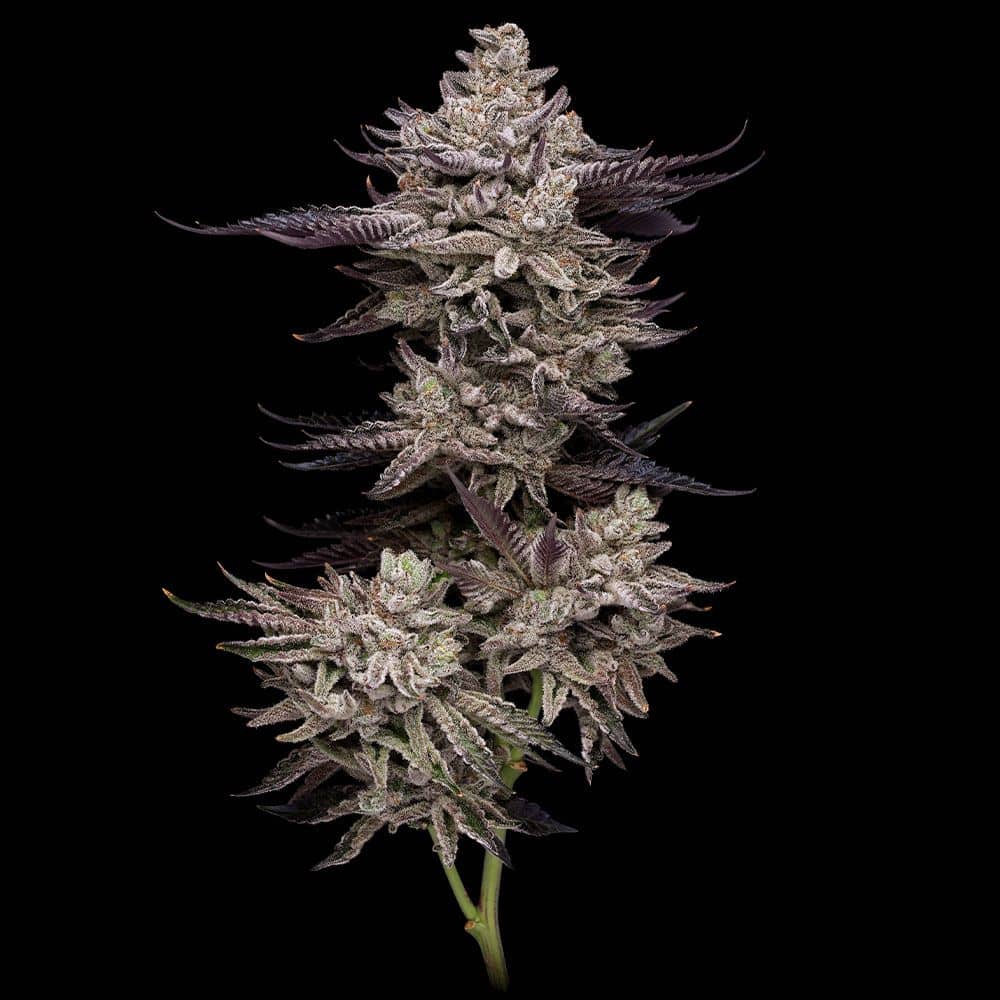 Compound Genetics - El Valle Haze - Feminized