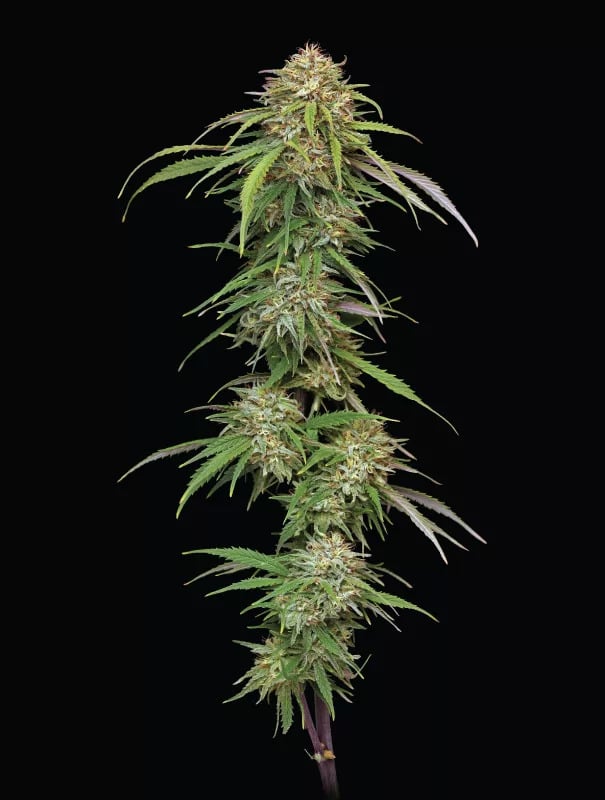 Ed Rosenthal's Super High Life - Feminized - 2024 Cannabis Seed Collection 