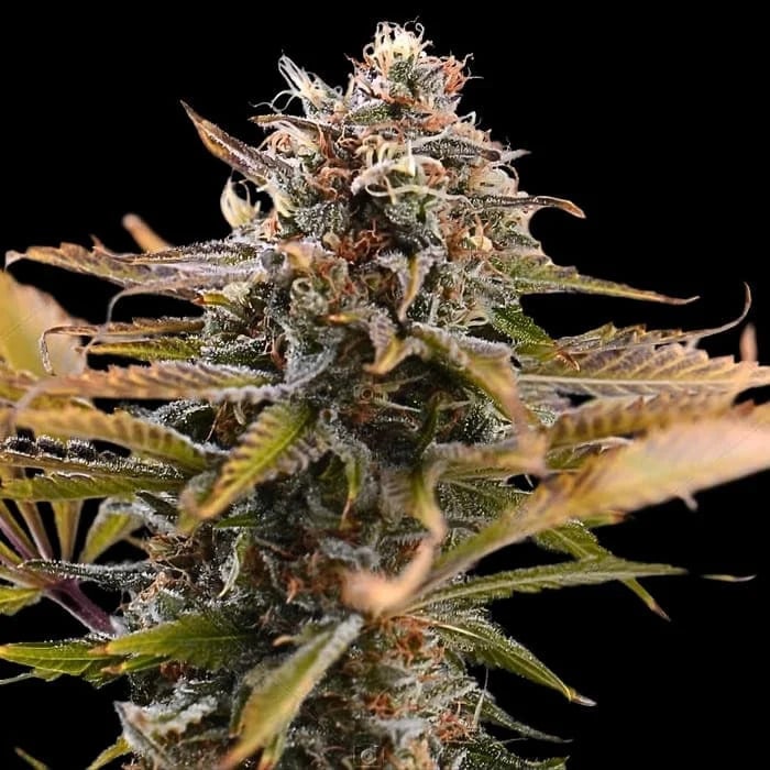 Empire Seeds - Fatso - Feminized