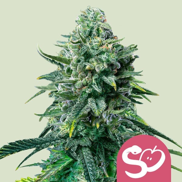 Royal Queen Seeds - Forbidden Fruit - Feminized