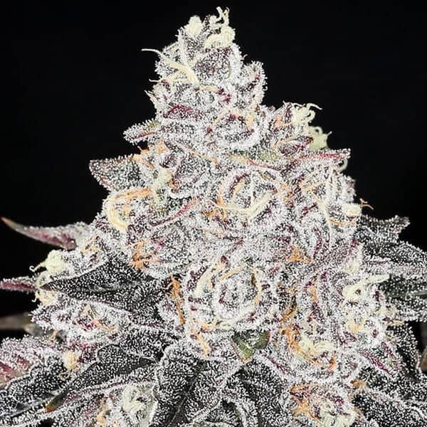 Frozen Black Cherry - Feminized - 2024 Cannabis Seed Collection