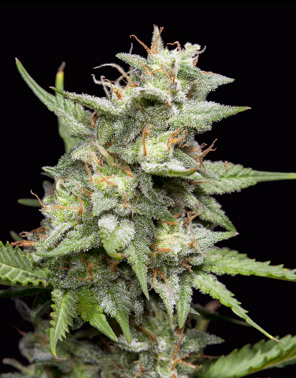 Triploid Cannabis Seeds - Fruity Forest - Feminized Triploid