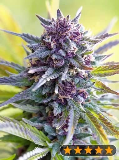 Grandaddy Purple Feminized – Power Strains  