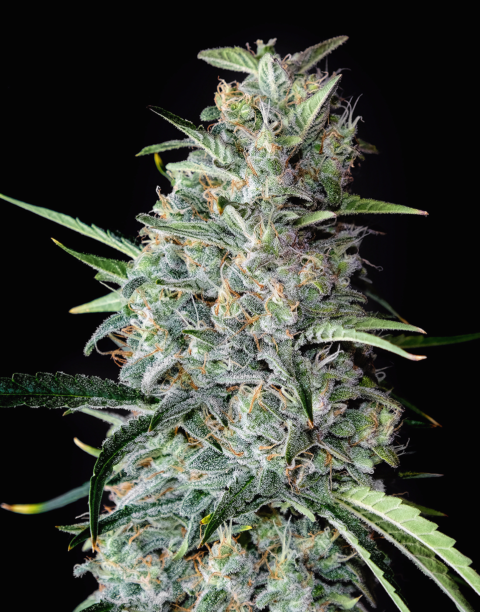 Triploids Cannabis Seeds - Harpoon Haze - Feminized Triploid