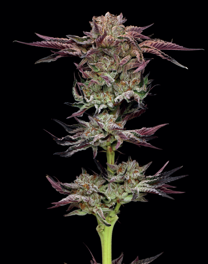 Jelly Donutz - Feminized - 2024 Cannabis Seed Collection 