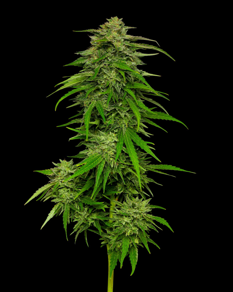 Mango Sherbert - Feminized - 2024 Cannabis Seed Collection 