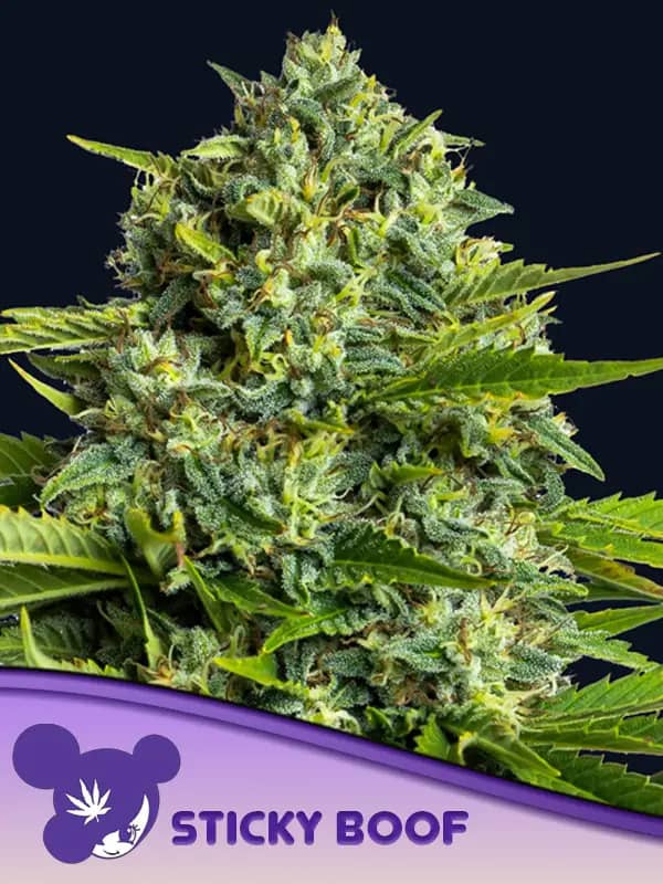 Sticky Boof Feminized - Anesia Seeds