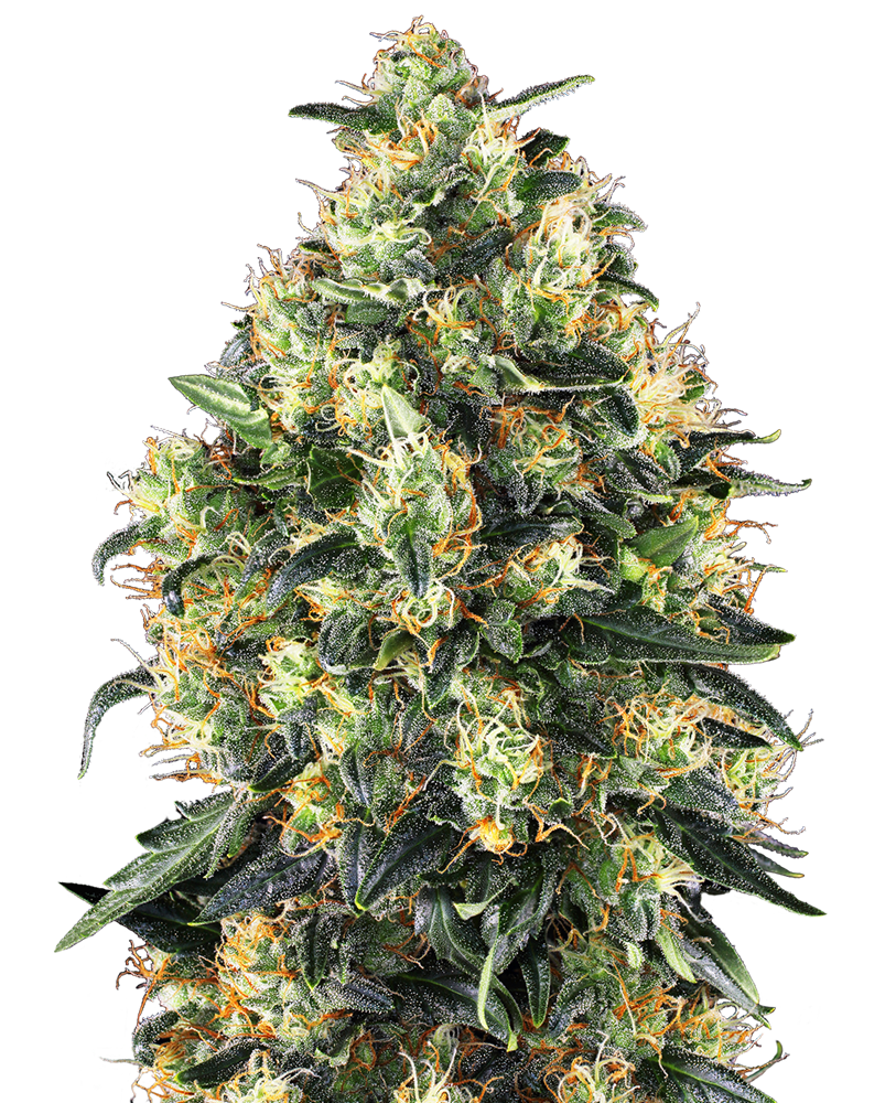 2024 Cannabis Seed Collection - Super Skunk Auto 