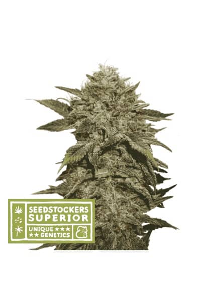 Superior Fruit Cake - Feminized - Seedstockers 