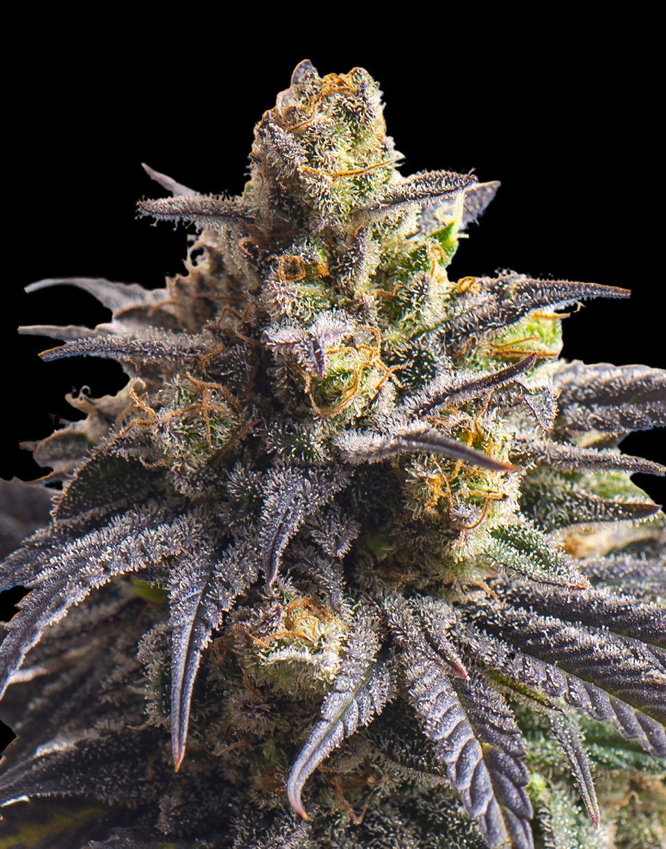 Triploids Cannabis Seeds - Sweetheart - Feminized Triploid