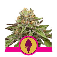 Green Gelato – Feminized – Royal Queen Seeds