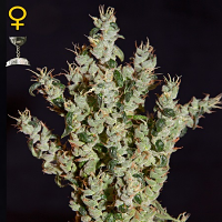 Green House Seeds NL #5 Haze Mist Feminized