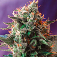 Sweet Seeds Jack 47 Feminized