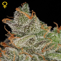 Green House Seeds King's Kush Feminised