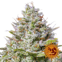 Barney's Farm Seeds Blue Gelato 41 Feminized