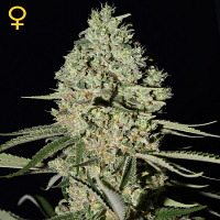 Green House Seeds Super Critical Feminised