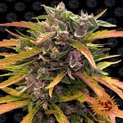 GG. Auto - Feminized - 2024 Cannabis Seed Collection