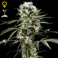 Green House Seeds Super Lemon Haze Feminized