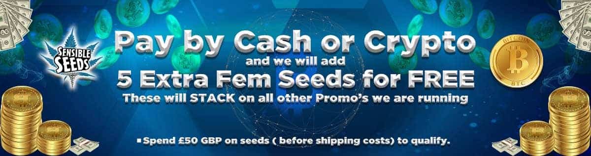 Free cannabis seeds if you pay by Crypto or Cash 