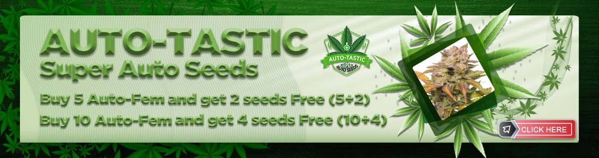AUTO-TASTIC CANNABIS SEEDS Free Cannabis Seeds 