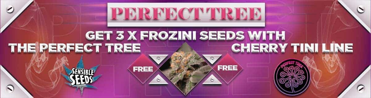 Perfect Tree Free Cannabis Seeds
