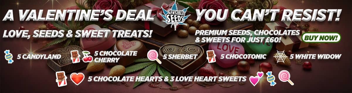 Valentines Cannabis Seed Offers