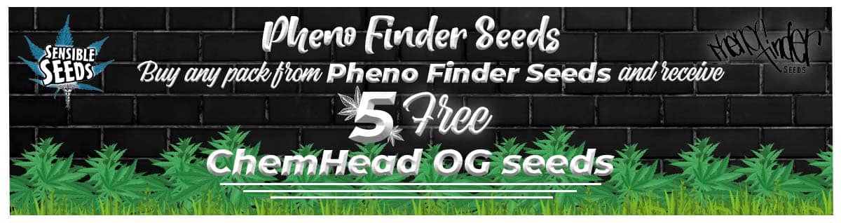 Seed Bank - : pheno-finder-seeds