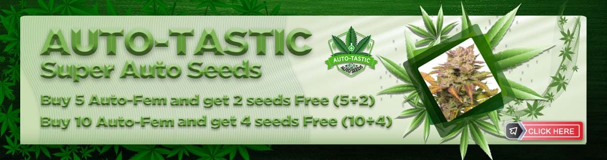 Seed Bank - : auto-tastic-cannabis-seeds