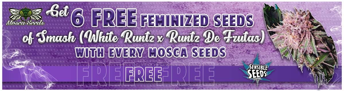 Seed Bank - : mosca-seeds