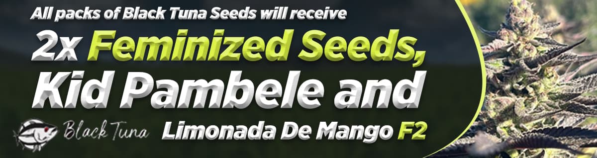 Seed Bank - : black-tuna-seeds